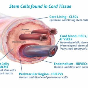 exosomes الخلايا الجذعية
